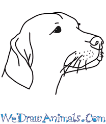 How to draw a dog: How To Draw A Dog Head