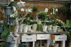 Oct 04, 2020 · watering will encourage new root development and replenish the ones you removed. Orchideen Wichmann Orchid Store Shipping To Europe And More Orchideen Wichmann De Highest Horticultural Quality And Experience Since 1897