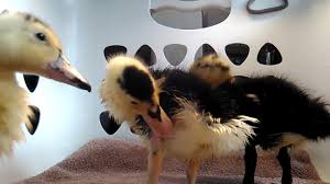The magpie duck was imported to the united states of great britain in 1963 but was not widely it is still one of the rarest varieties of domesticated duck. Baby Magpie Ducks Youtube