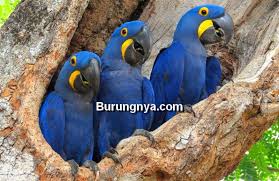 We did not find results for: Fakta Burung Macaw Biru Hyacinth Yang Jarang Diketahui Burungnya Com