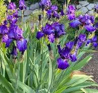 1041 – Iris – PlantTalk Colorado