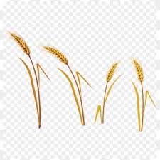 photo Wheat Png Transparent