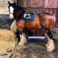 What Is The Most Popular Horse Breed For Reining Biggest Horses In 2020 Big Horses Reining Horses Cute Horses