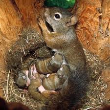 Maybe you would like to learn more about one of these? First Do No Harm The Humane Society Of The United States