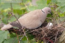 Tourterelle Turque Beautiful Birds Bird Pet Birds
