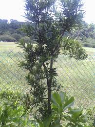 Image result for Cleistanthus polystachyus