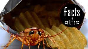 Check spelling or type a new query. Small Cockroach Big Problem How To Get Rid Of Small Roaches In Your House Cockroach Facts