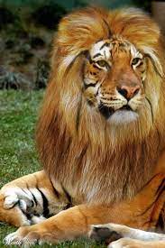 Check spelling or type a new query. Keith Domingue On Twitter Fascinating Ligar Http T Co Etgtlj0ejy