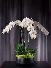 Pin On Flowers Etc