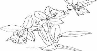 Tak ayal, menyeleksi 10 saja. Baru 30 Gambar Anggrek Mewarnai Galeri Bunga Hd