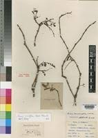 Image result for Cissus cornifolia