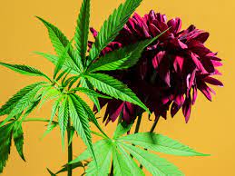 Marihuan asesina de la juventud. 10 Beneficios De La Legalizacion De La Marihuana En Mexico