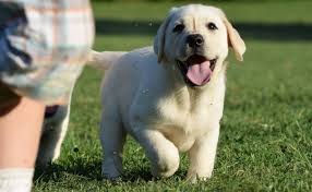 We have the largest selection of puppies and pet supplies for sale. Griffinsburg English Labradors Home