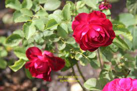 This rose makes an excellent cut flower, as you can see from the photos. Munstead Wood Rose Review David Austin 2007 The Right Roses