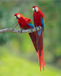 Two Of A Kind Scarlet Macaws Via Supreet Sahoo Costaricaexperts Costarica Puravida Travelcostarica Crfanphotos Co Macaw Animals Beautiful Cute Birds