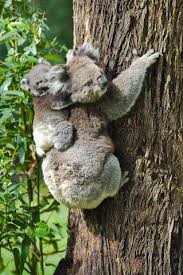 Female Koala With Joey Clings To Tree Trunk Koala Australian Animals Koala Bear