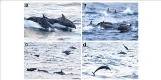 Common Bottlenose Dolphins Tursiops Truncatus A