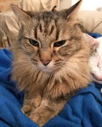 Dna (deoxyribonucleic acid) is in every cell in our bodies. My Sweet Boy Passed Away Last Night From Pancreatic Cancer At 13 Years Old Thank You To The Vet Who Tried Everything To Save Him He Will Always Have A Special Place
