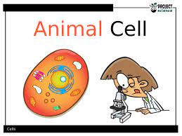 We did not find results for: Animal Cell Powerpoint Teaching Resources