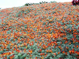 Image result for Lotus berthelotii