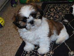 Bred for health and personality. Shih Tzu Puppies For Sale Charleston Wv 262226
