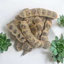 Image result for Acacia nilotica