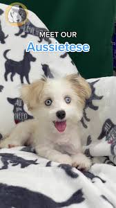 Australian shepherd maltese mix cheap
