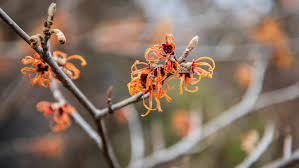 Ozark Witch Hazel | Duke Gardens
