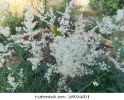 Image result for Tricholaena