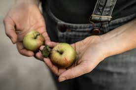 General Pop L Ecologie A La Carte De Marche Vert Soutenez Les Producteurs Pres De Chez Vous