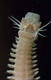 Image result for Polystachya polychaete