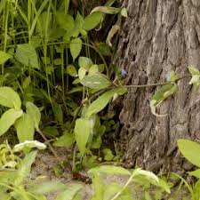 Image result for Commelina zambesica