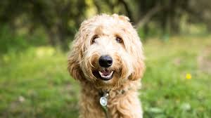 There is a long list of why dogs are such a wonderful companion to have, some of the reasons include their loyal nature, their loving disposition, and protective instincts. Can You Pass This Dog Trivia Quiz Howstuffworks