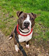Lahna est à adopter sous contrat associatif (association wof, contactez via facebook @manon armbruster). â¹ Chien S Pa De Limoges Et De La Haute Vienne Facebook