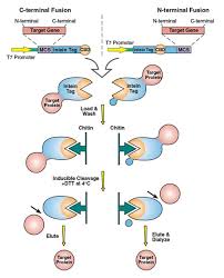 impact protein expression neb