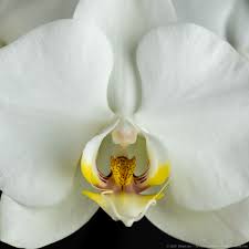 Orchids are a striking and alluring flower type that comes in a wide variety of blooms. Orchid Flowers Daniel Leu Photography