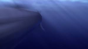 The barracuda is a minor, but important character in finding nemo. Viewpoint In Finding Nemo David Deliema