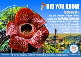 It gets to be 3 feet. Avidair Travel And Tours Did You Know The Flower With The World S Largest Bloom Is The Rafflesia Arnoldii This Rare Flower Is Found In The Rainforests Of Indonesia It Can Grow