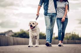 To stop dogs chewing beds. How To Stop Your Dog From Chewing Their Bed Ultimate Pet Nutrition