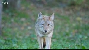 ©2021 fox news network, llc. What To Do If You See A Coyote Wltx Com