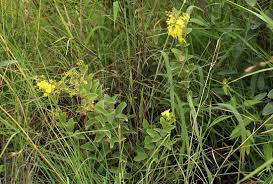 Image result for Sphedamnocarpus angolensis