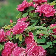 Zephirine Drouhin Climbing Rose Climbing Roses Climbing Roses Trellis Hybrid Tea Roses