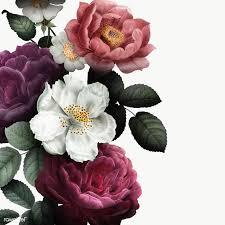 Beautiful Hand Drawn Colorful Roses Transparent Png Free Image By Rawpixel Com Flower Background Wallpaper Digital Flowers Flowers Black Background