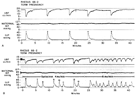 uterine and placental blood flow glowm