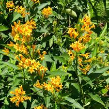 Image result for Cestrum