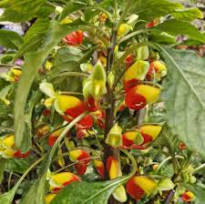Image result for Impatiens niamniamensis