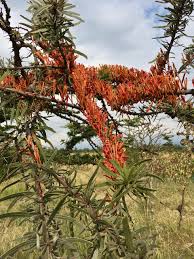 Image result for Phragmanthera