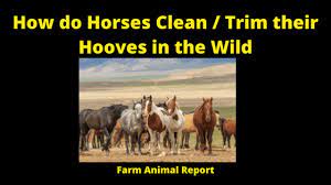 How Do Horses Clean Trim Their Hooves In The Wild Farm Animal Report