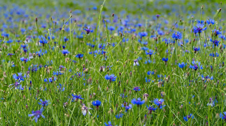 Biodiversiteit - LandschappenNL