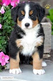 Find a puppy for sale. So Cute Bernese Mountain Dog Puppy Puppies Mountain Dogs